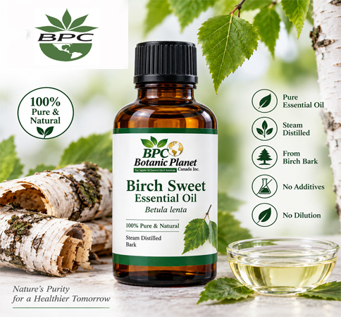 Birch Sweet Essential Oil
